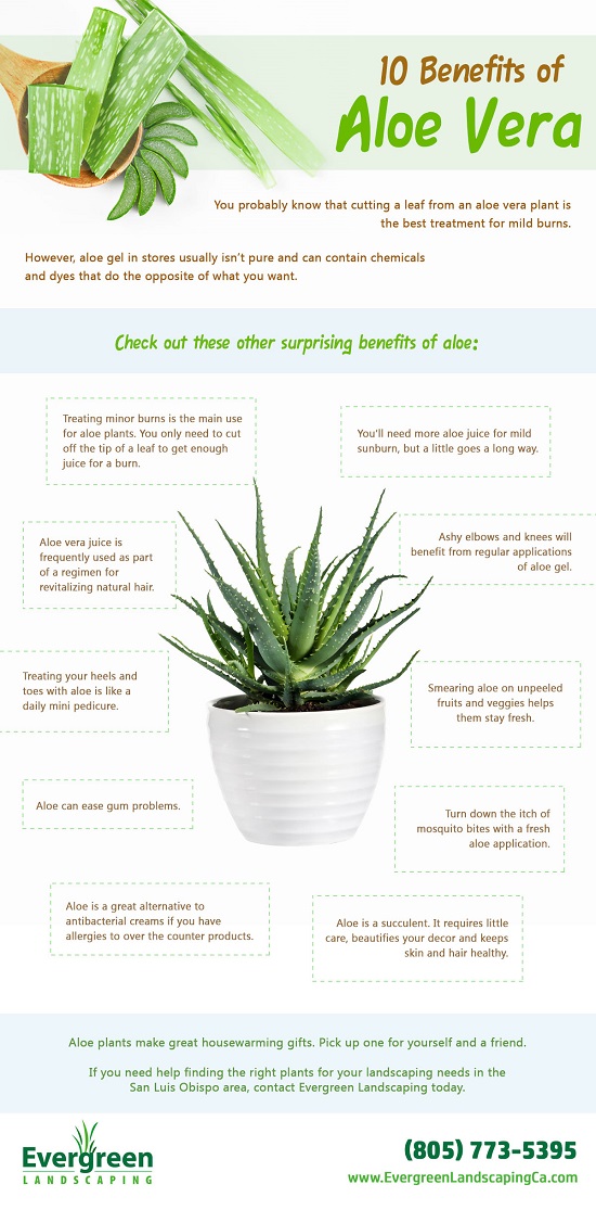 10 Benefits Of Aloe Plants Infographic Evergreen Landscaping 5328