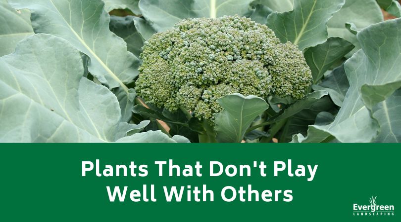 Plants That Dont Play Well With Others