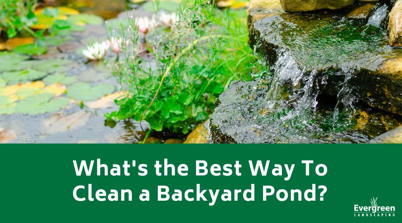 Whats the Best Way To Clean a Backyard Pond
