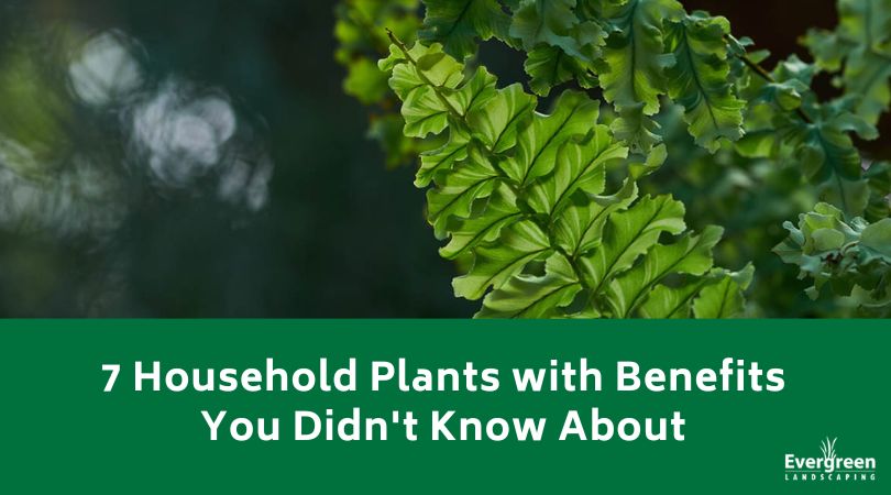 7 Household Plants with Benefits