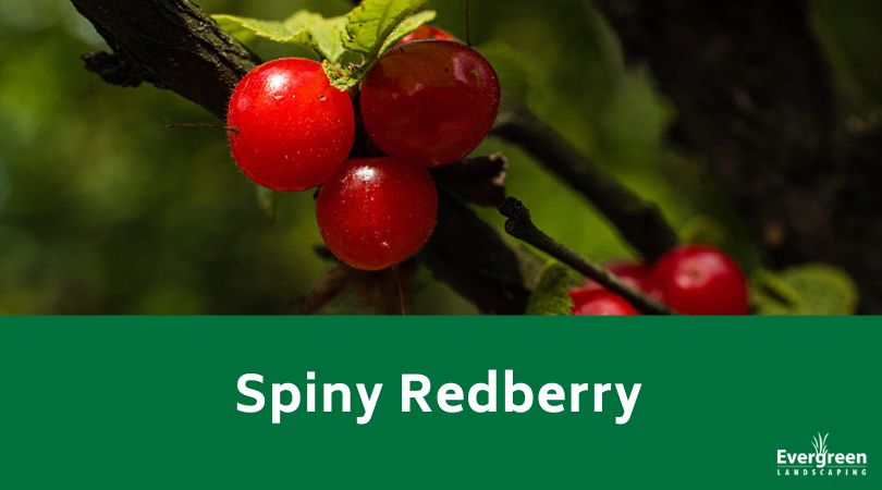spiny redberry