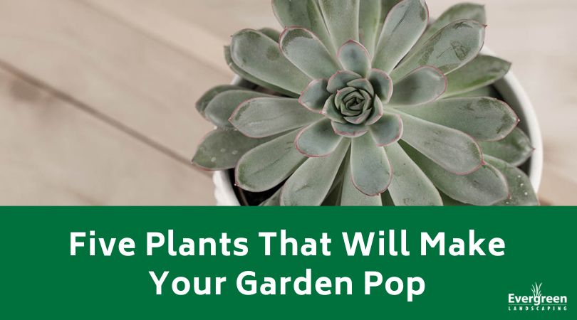 Five Plants That Will Make Your Garden Pop