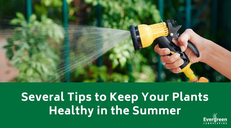 Several Tips to Keep Your Plants Healthy in the Summer