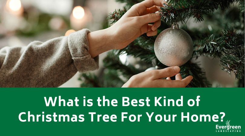 What is the Best Kind of Christmas Tree For Your Home