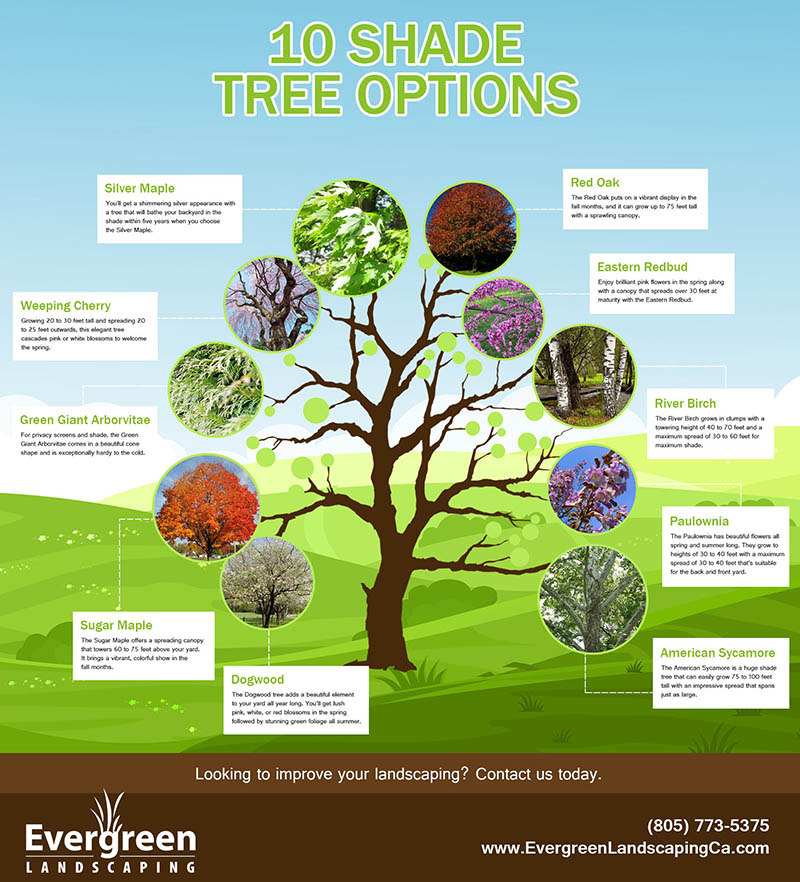 10 shade tree options