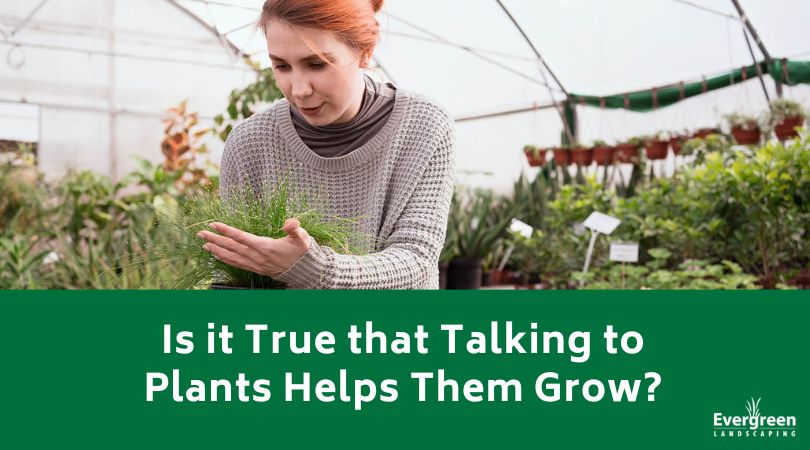 Is it True that Talking to Plants Helps Them Grow