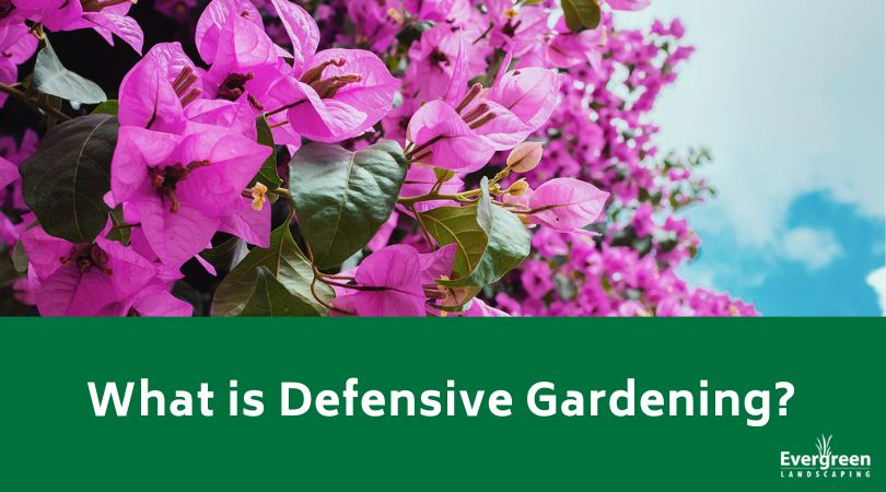 What is Defensive Gardening