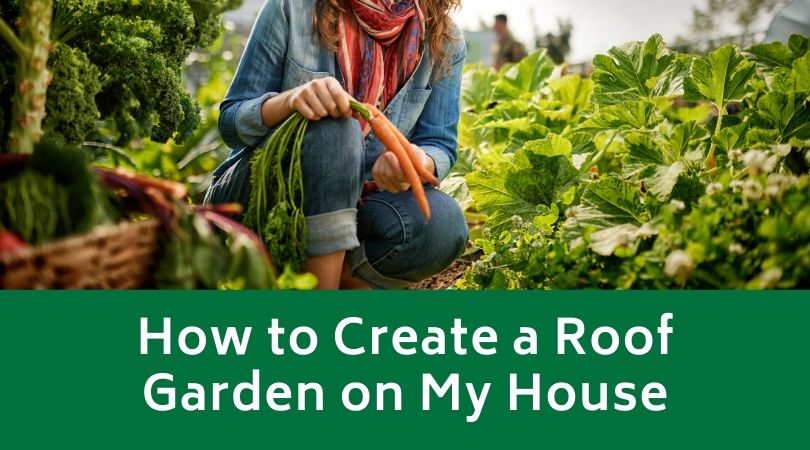 How to Create a Roof Garden on My House