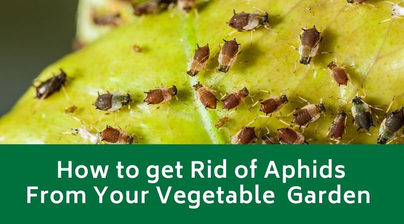 How to get Rid of Aphids From Your Vegetable Garden