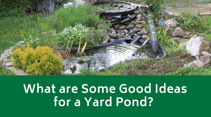 What are Some Good Ideas for a Yard Pond