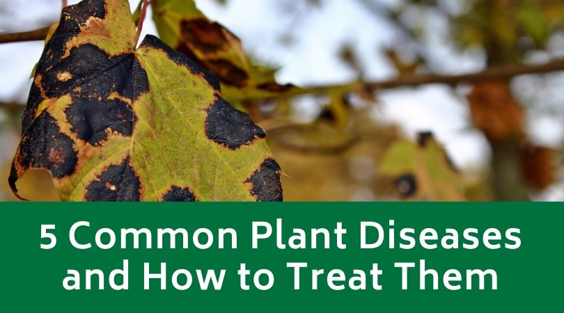 5 Common Plant Diseases and How to Treat Them