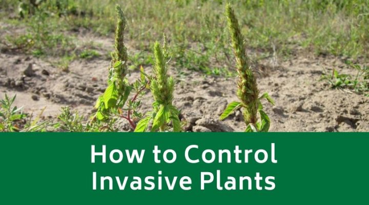 How To Control Invasive Plants Evergreen Landscaping