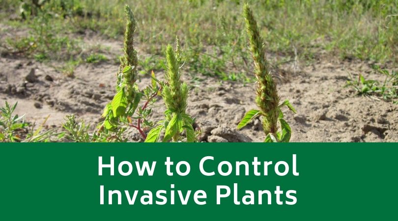 How to Control Invasive Plants