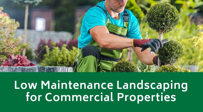 Low Maintenance Landscaping for Commercial Properties