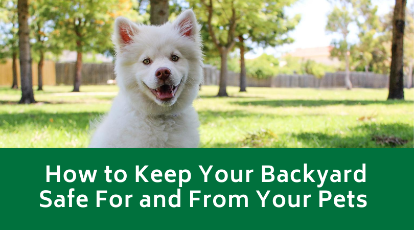 How to Keep Your Backyard Safe For and From Your Pets