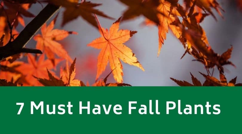 7 Must Have Fall Plants