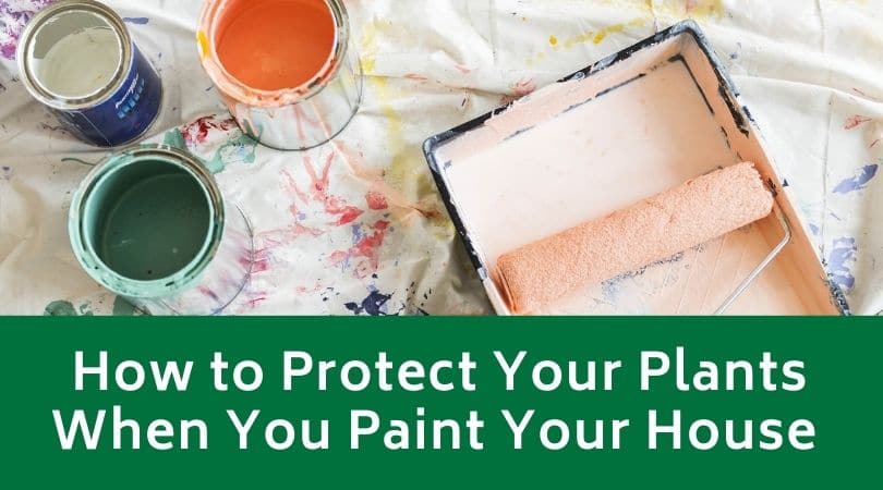 How to Protect Your Plants When You Paint Your House