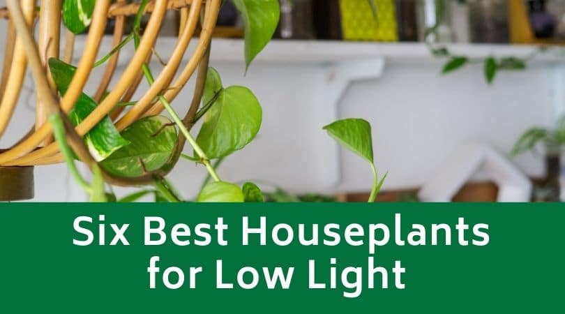 Six Best Houseplants for Low Light