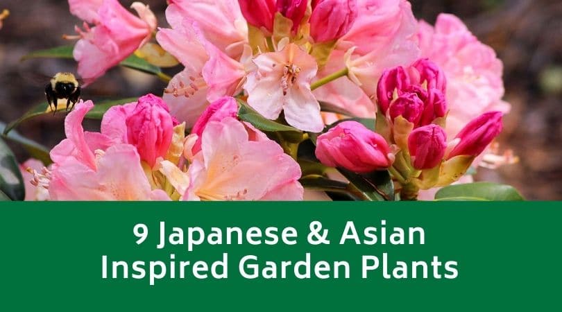 9 Japanese & Asian Inspired Garden Plants
