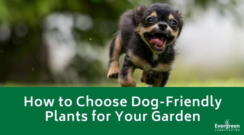 How to Choose Dog-Friendly Plants for Your Garden