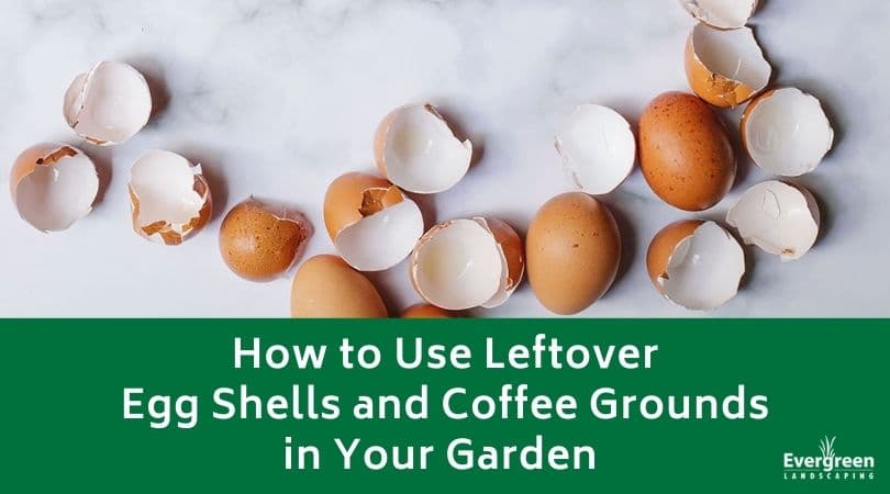 How to Use Leftover Egg Shells and Coffee Grounds in Your Garden