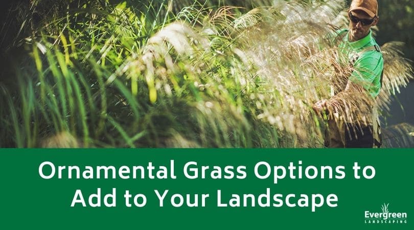 Ornamental Grass Options to Add to Your Landscape