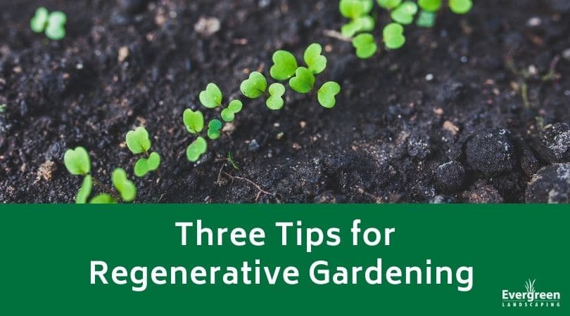 Three Tips for Regenerative Gardening