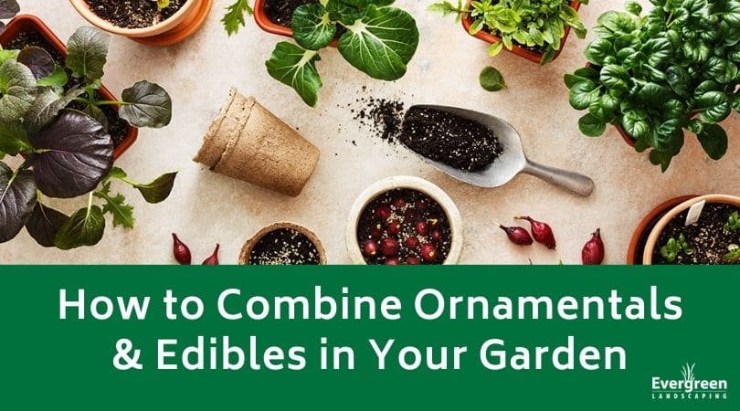 How to Combine Ornamentals Edibles in Your Garden