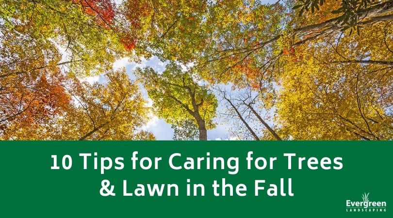 10 Tips for Caring for Trees and Lawn in the Fall