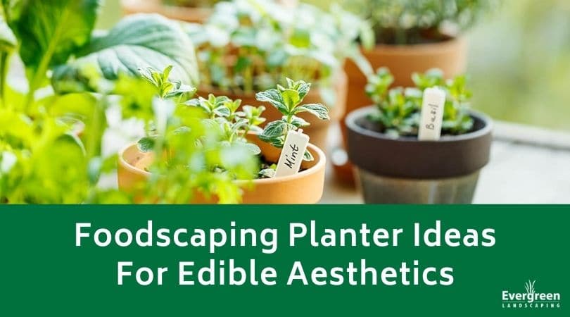 Foodscaping Planter Ideas For Edible Aesthetics
