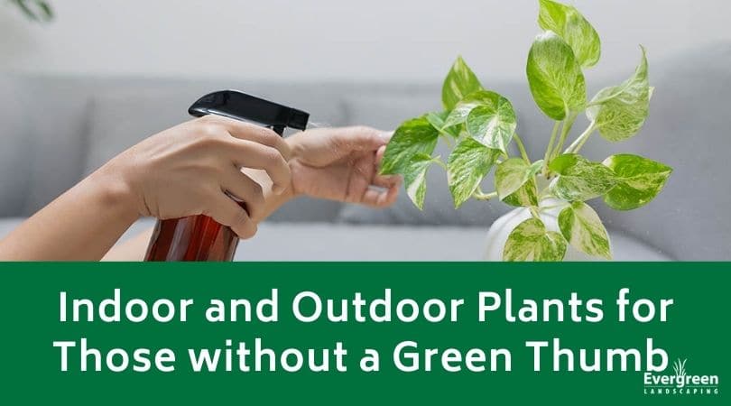 Indoor and Outdoor Plants for Those without a Green Thumb