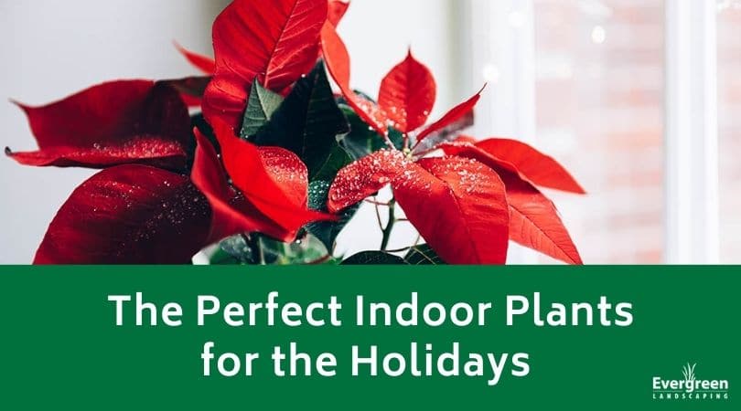 The Perfect Indoor Plants for the Holidays