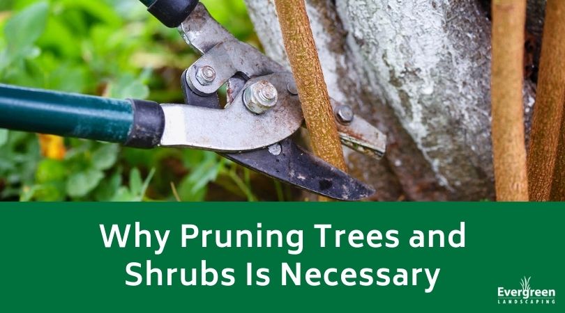 Why Pruning Trees and Shrubs Is Necessary
