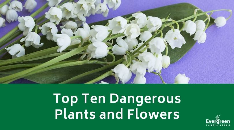 Top Ten Dangerous Plants and Flowers
