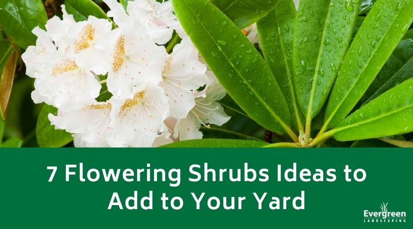 7 Flowering Shrubs Ideas to Add to Your Yard