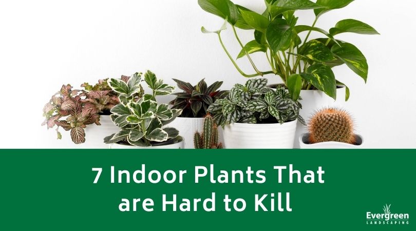 7 Indoor Plants That are Hard to Kill