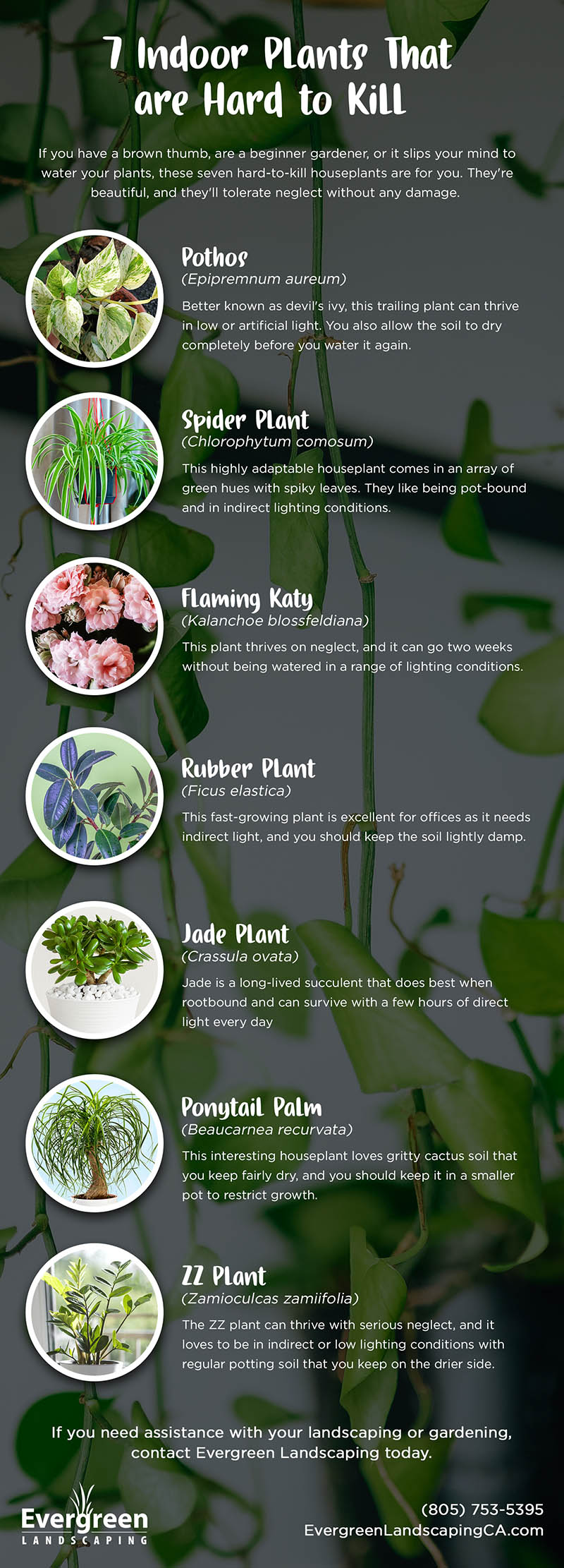 7 Indoor Plants That are Hard to Kill