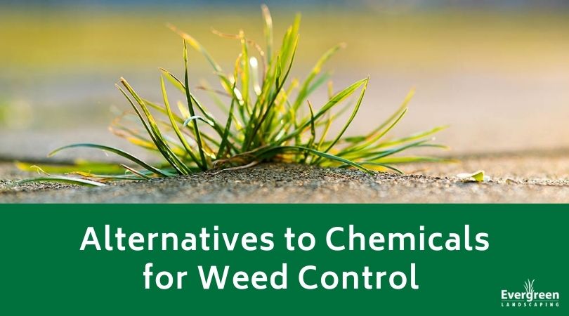 Alternatives to Chemicals for Weed Control