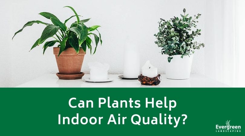 Can Plants Help Indoor Air Quality