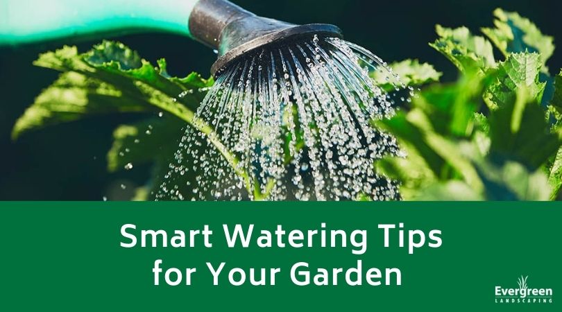 Smart Watering Tips for Your Garden