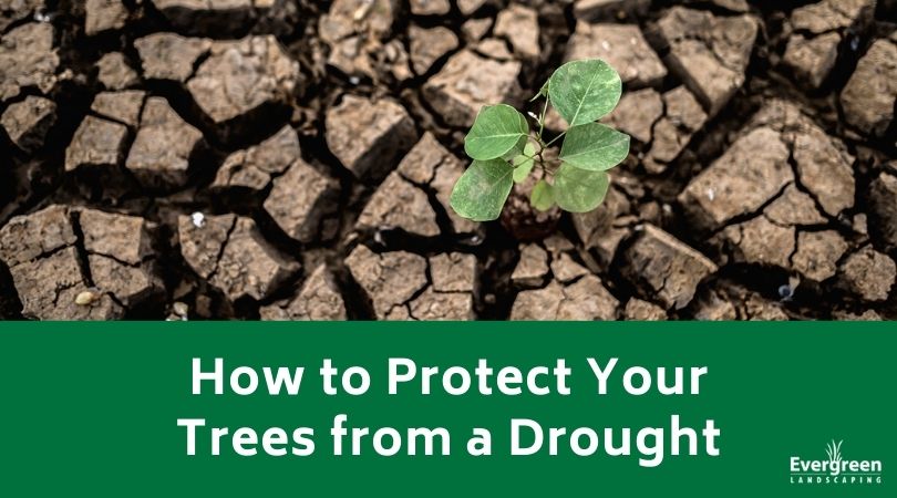 How to Protect Your Trees from a Drought
