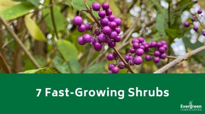 7 Fast-Growing Shrubs - Evergreen Landscaping