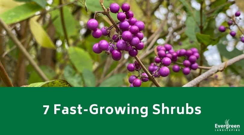 7 Fast-Growing Shrubs