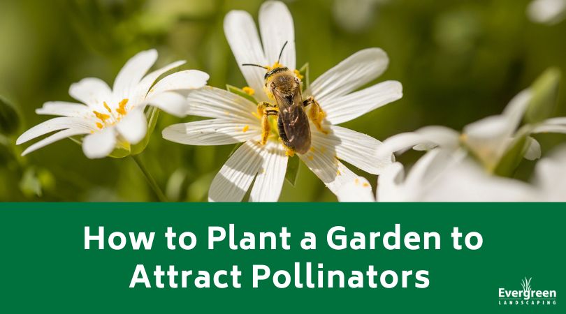 How to Plant a Garden to Attract Pollinators