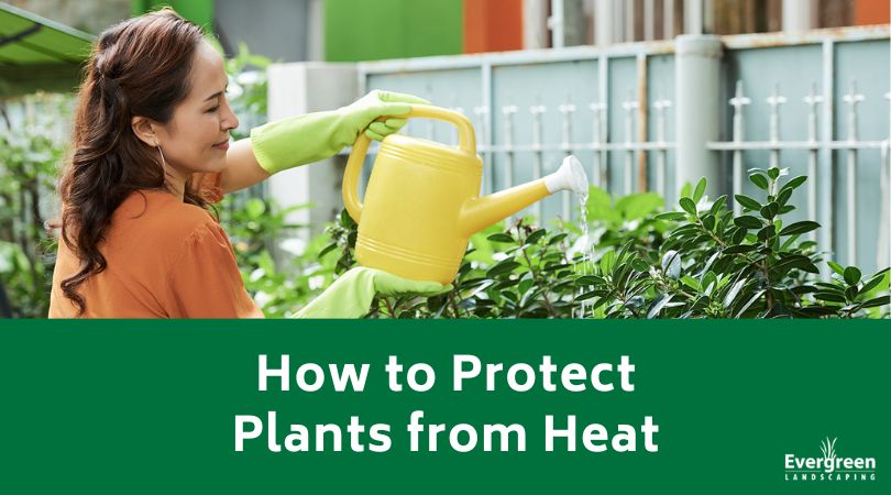 How to Protect Plants from Heat