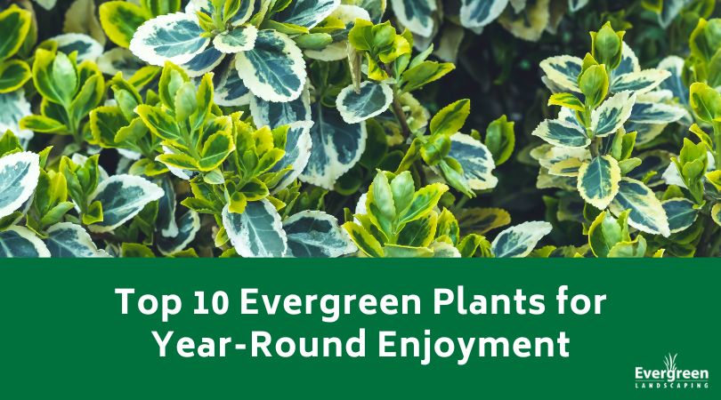 Top 10 Evergreen Plants for Year-Round Enjoyment title