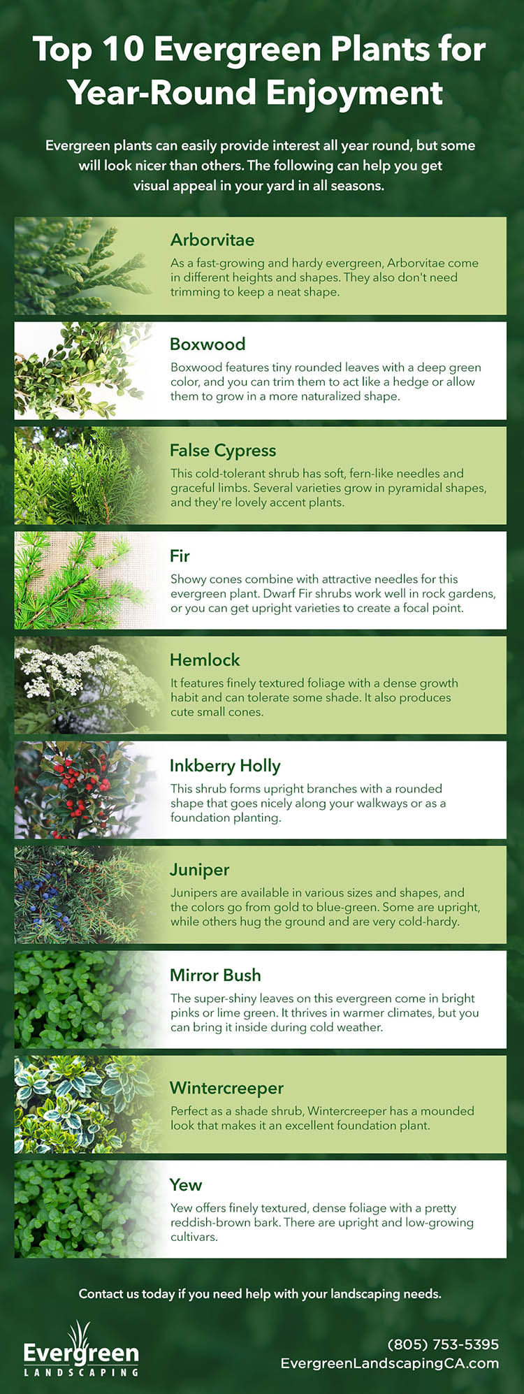 Top 10 Evergreen Plants for Year-Round Enjoyment
