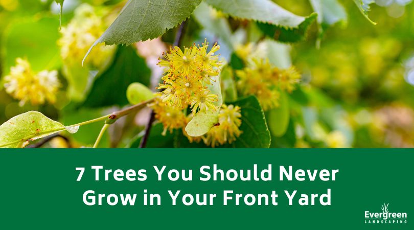 7 Trees You Should Never Grow in Your Front Yard
