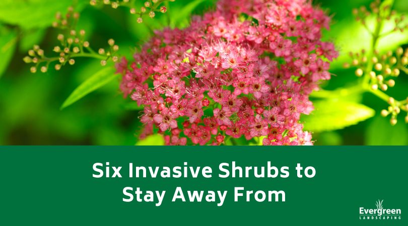 Six Invasive Shrubs to Stay Away From