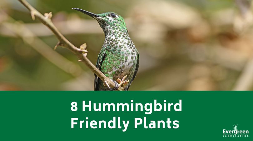 8 Hummingbird Friendly Plants